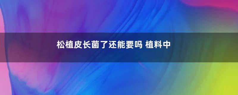 松植皮长菌了还能要吗 植料中长菌了怎么办(图)
